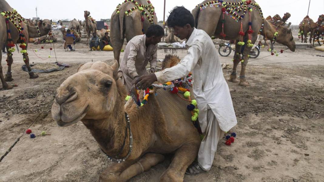 Pakistan Kurban Bayramına böyle hazırlanıyor 12