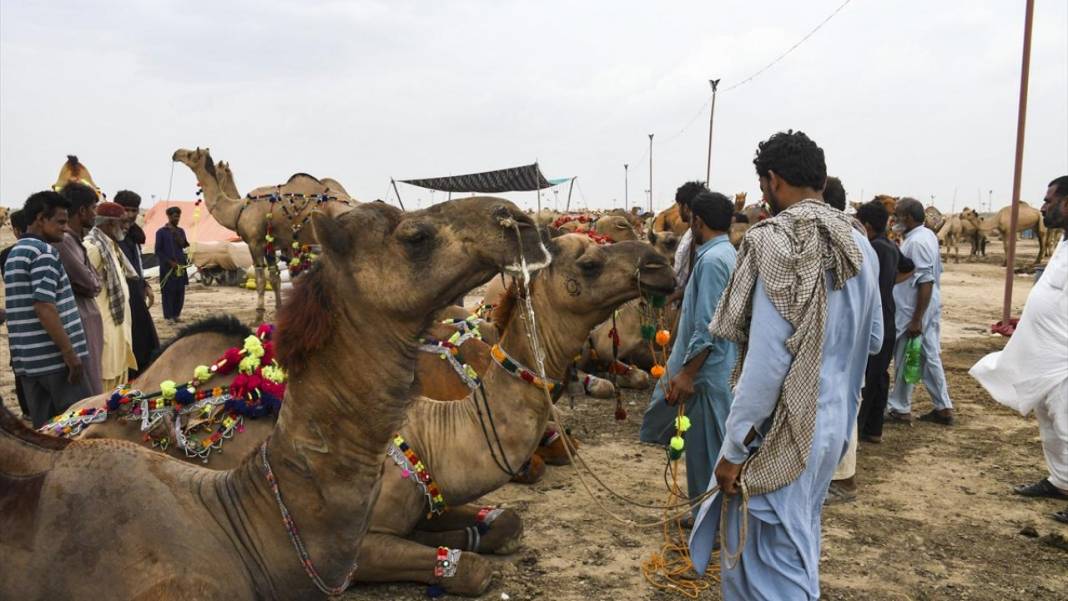 Pakistan Kurban Bayramına böyle hazırlanıyor 14
