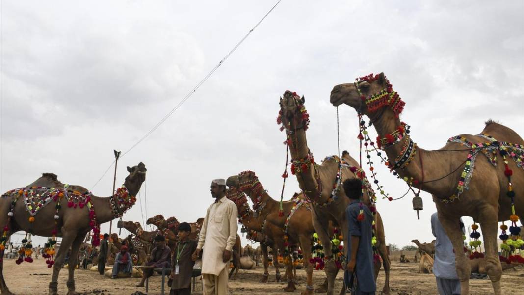 Pakistan Kurban Bayramına böyle hazırlanıyor 15