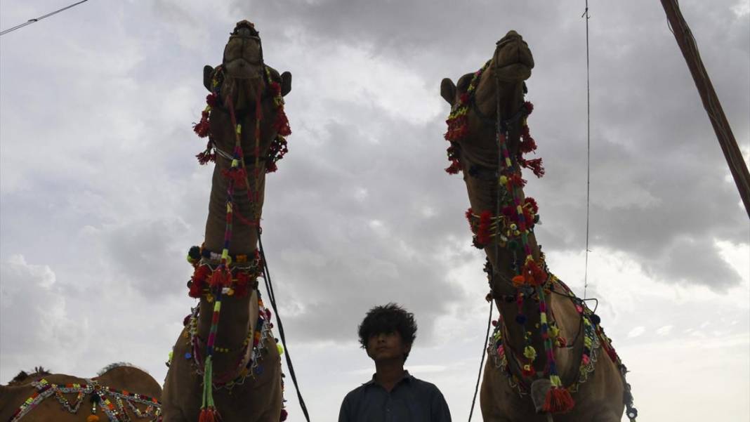 Pakistan Kurban Bayramına böyle hazırlanıyor 3