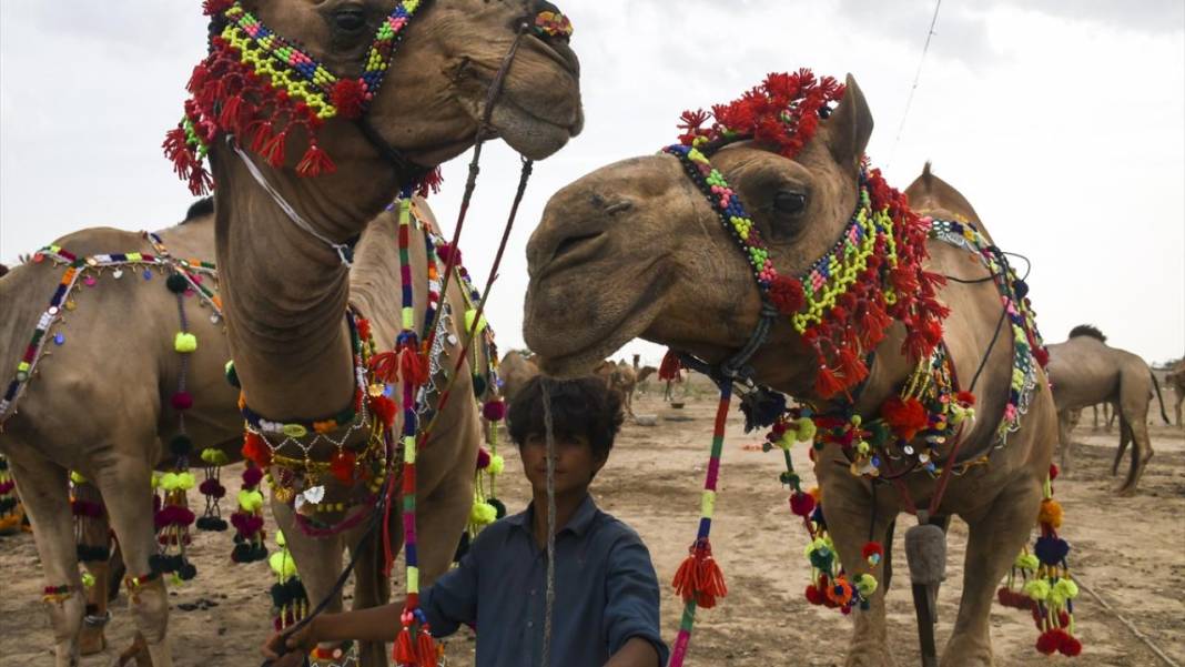 Pakistan Kurban Bayramına böyle hazırlanıyor 4
