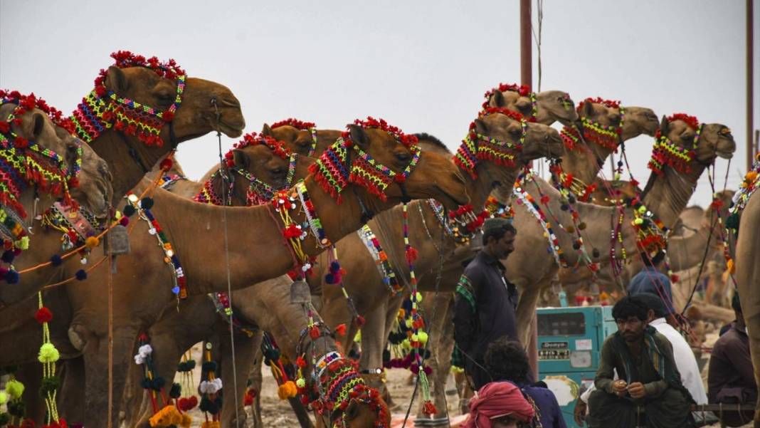 Pakistan Kurban Bayramına böyle hazırlanıyor 5
