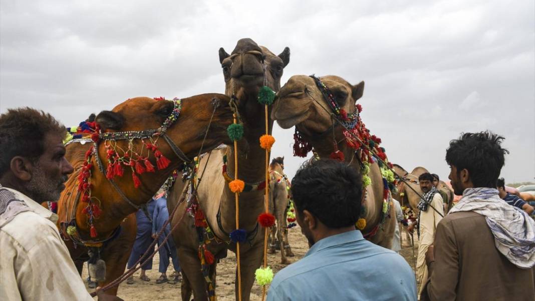 Pakistan Kurban Bayramına böyle hazırlanıyor 6