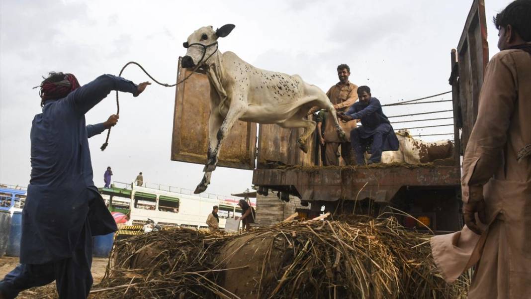 Pakistan Kurban Bayramına böyle hazırlanıyor 7