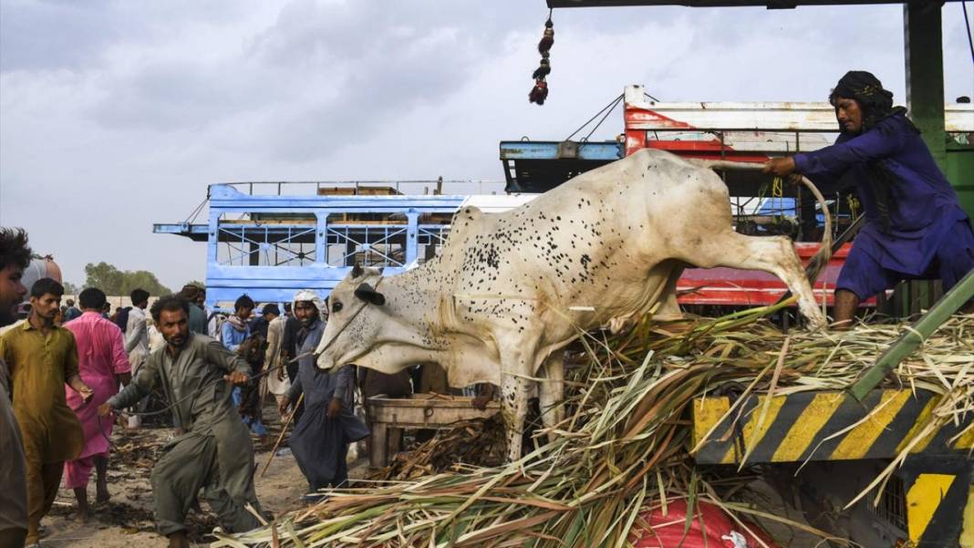 Pakistan Kurban Bayramına böyle hazırlanıyor 9