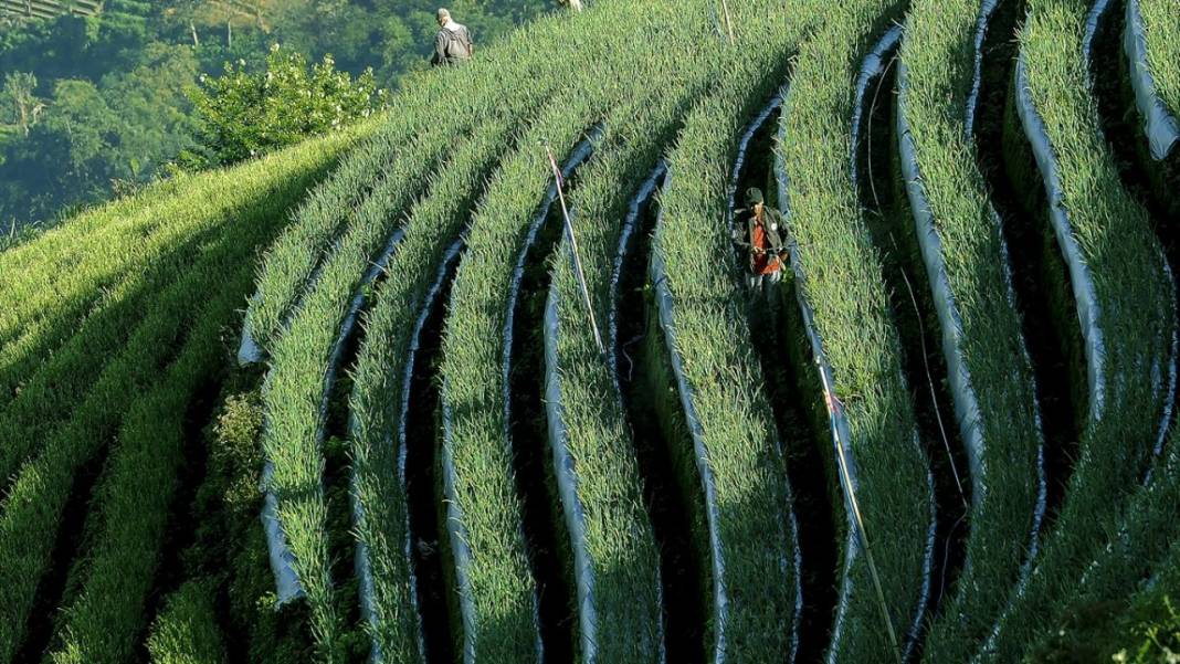 Endonezya'nın teraslı tarlaları 1