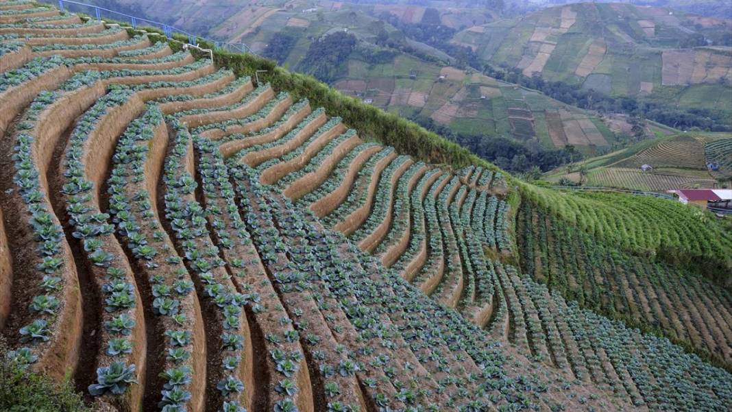 Endonezya'nın teraslı tarlaları 11