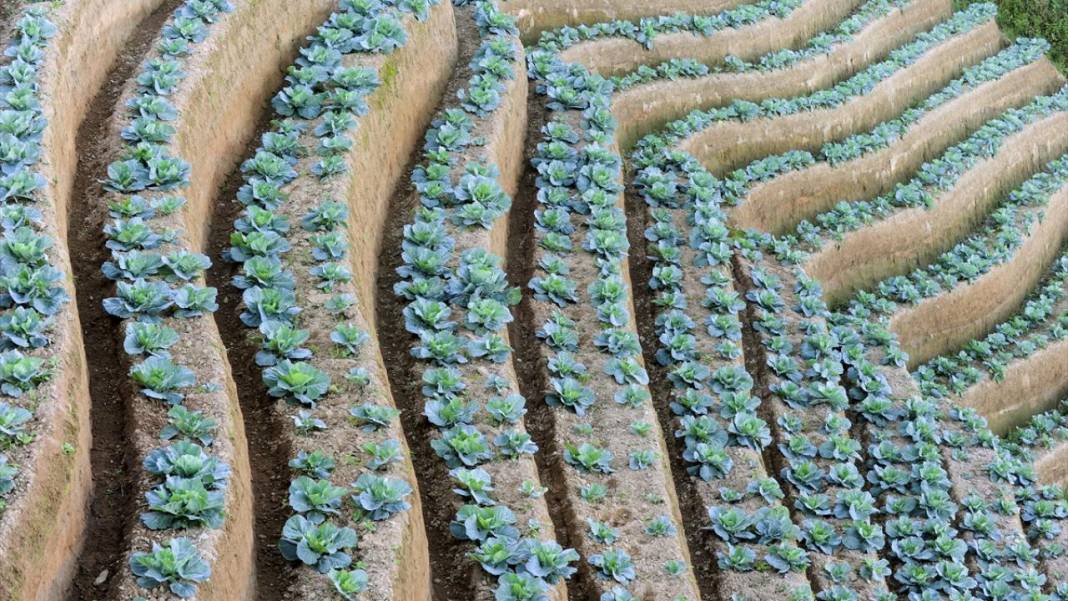 Endonezya'nın teraslı tarlaları 12