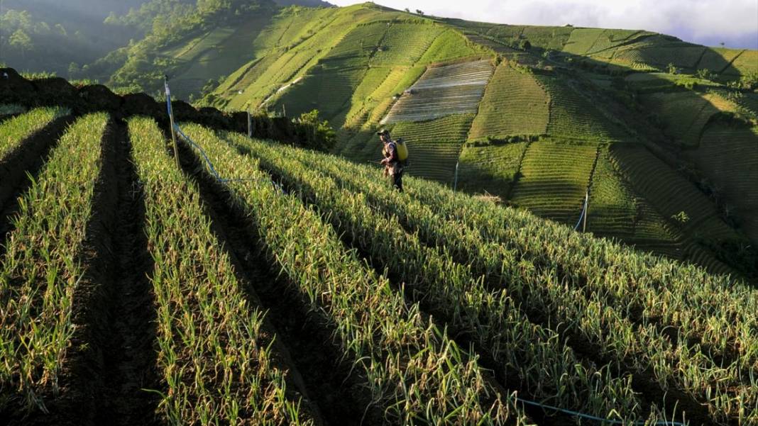 Endonezya'nın teraslı tarlaları 13
