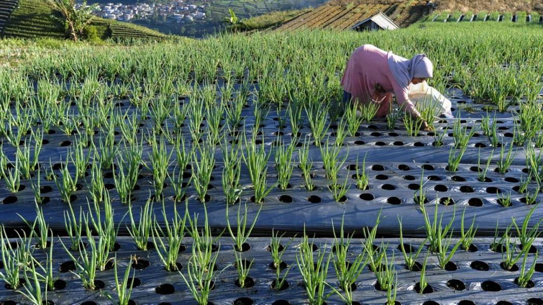 Endonezya'nın teraslı tarlaları 14