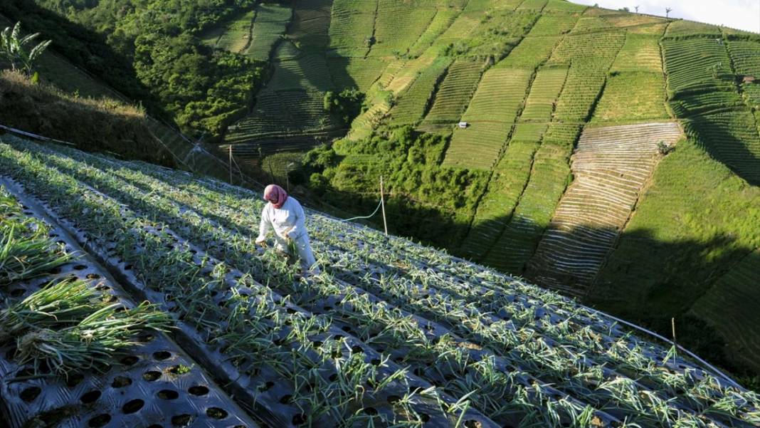 Endonezya'nın teraslı tarlaları 15
