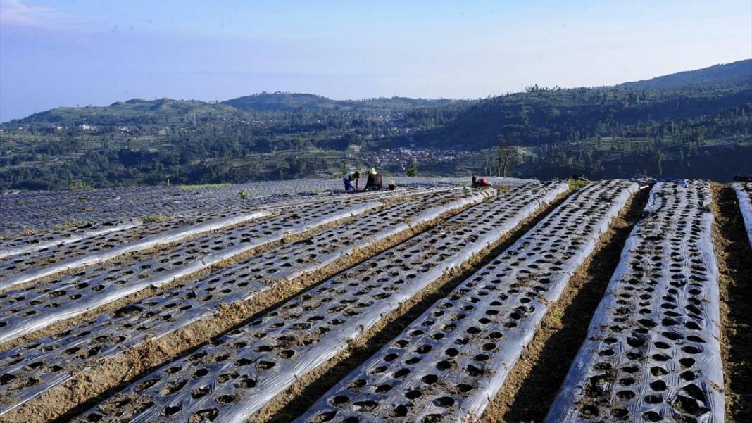 Endonezya'nın teraslı tarlaları 16