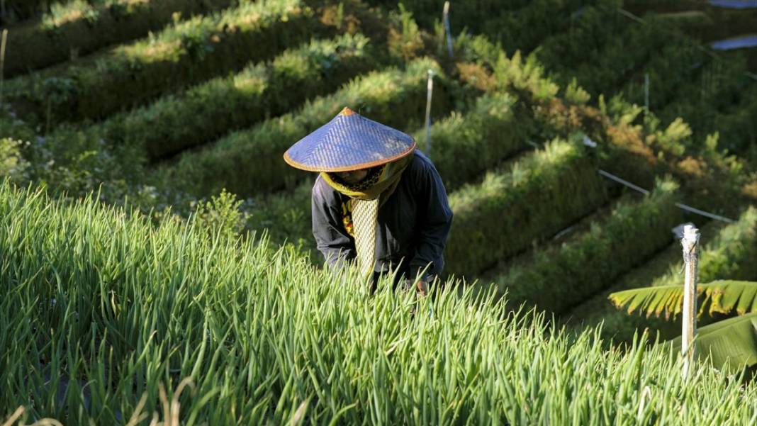 Endonezya'nın teraslı tarlaları 2