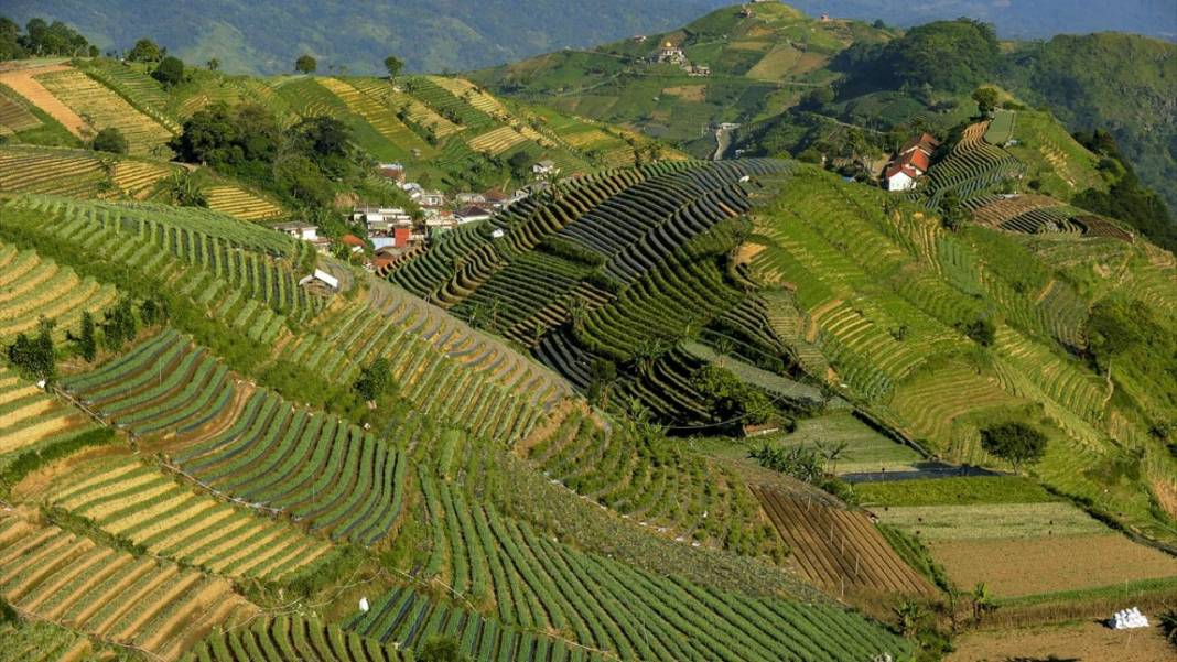 Endonezya'nın teraslı tarlaları 3