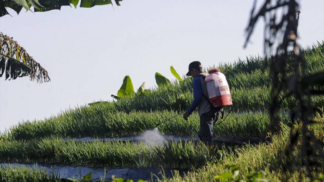 Endonezya'nın teraslı tarlaları 4