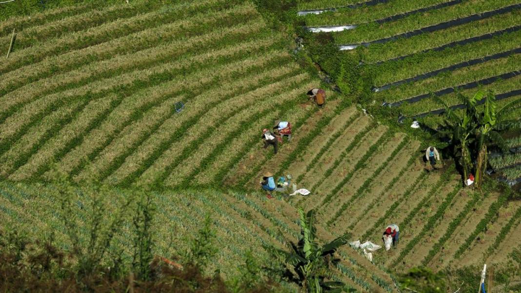 Endonezya'nın teraslı tarlaları 5