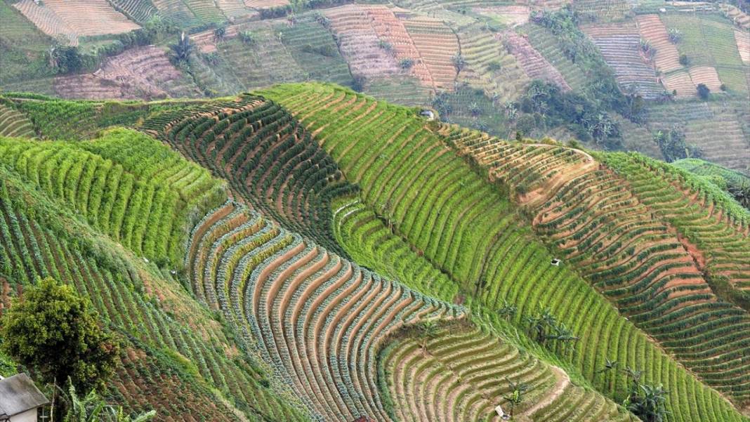Endonezya'nın teraslı tarlaları 8