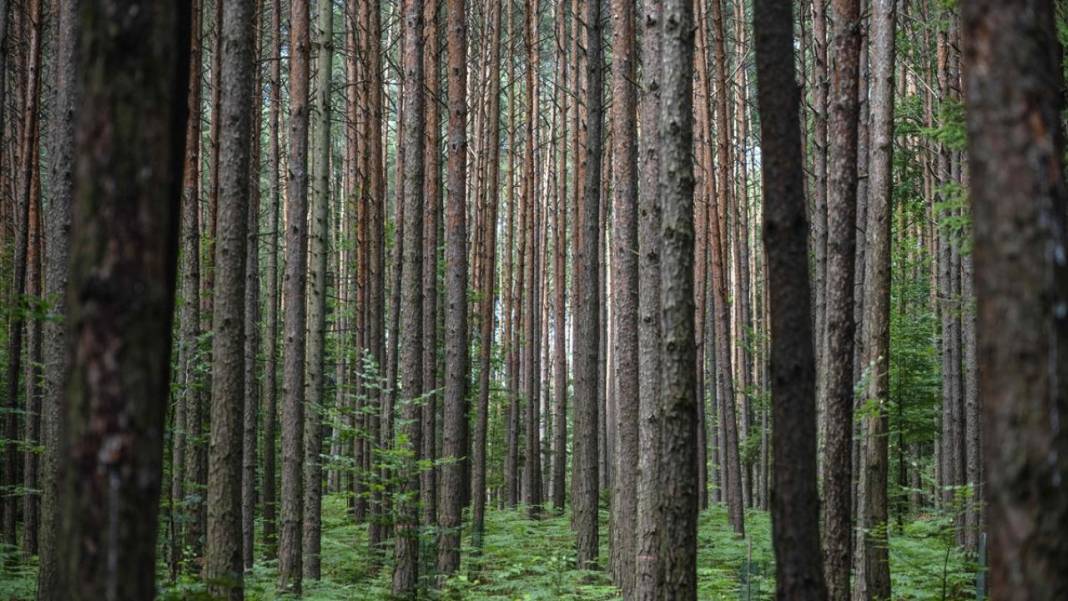 Avusturya'da yemyeşil örnek bir köy 2