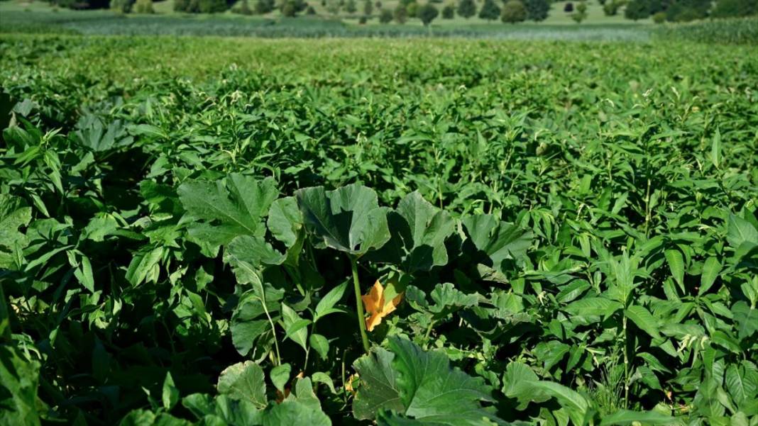 Avusturya'da yemyeşil örnek bir köy 8