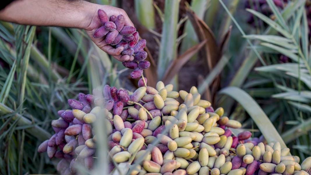 'Petrol yerine mübarek hurma' projesiyle 6 yılda binlerce ağaç dikti 11