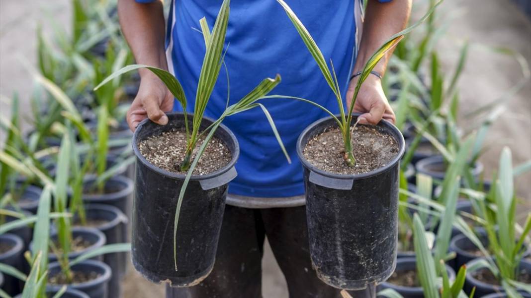 'Petrol yerine mübarek hurma' projesiyle 6 yılda binlerce ağaç dikti 5