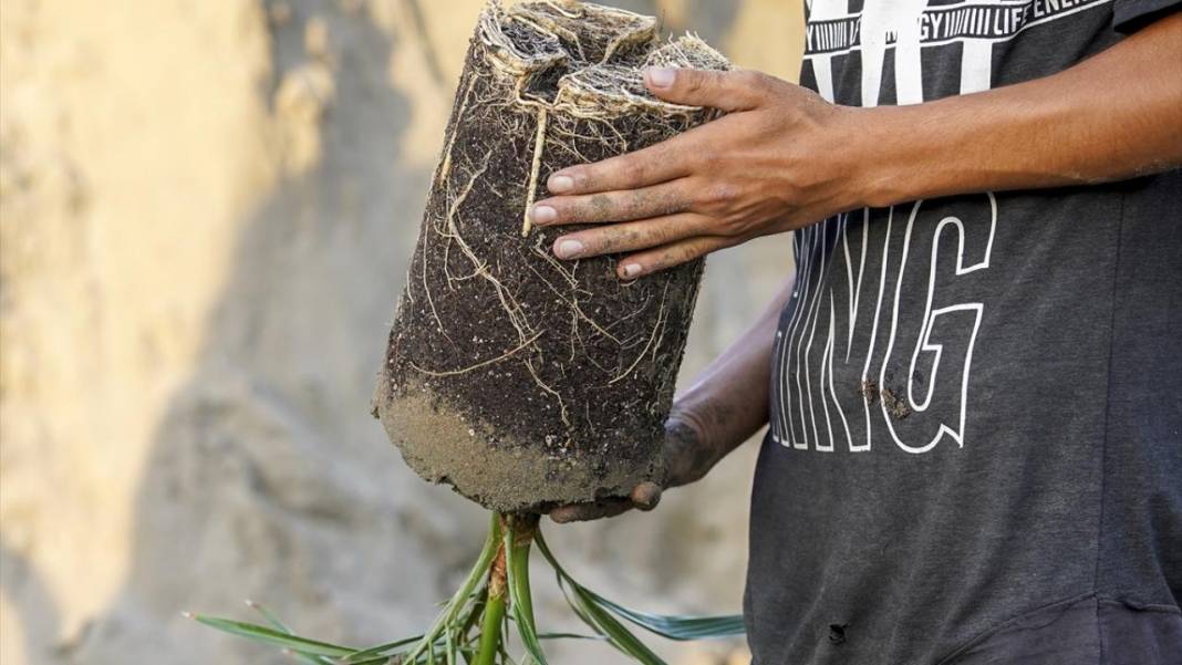 'Petrol yerine mübarek hurma' projesiyle 6 yılda binlerce ağaç dikti 6