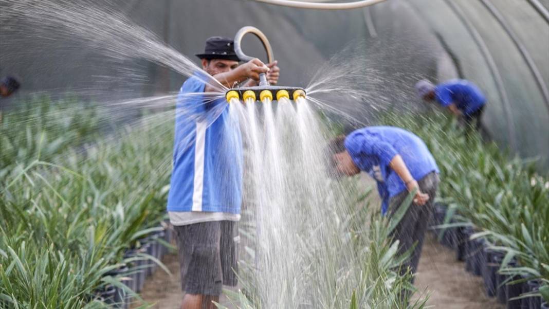 'Petrol yerine mübarek hurma' projesiyle 6 yılda binlerce ağaç dikti 7