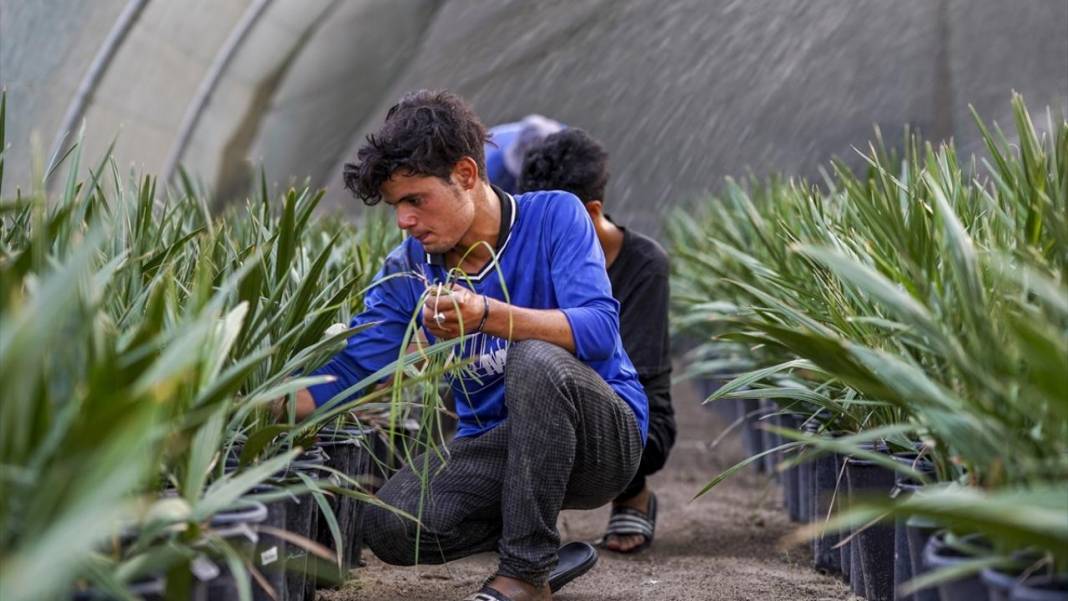 'Petrol yerine mübarek hurma' projesiyle 6 yılda binlerce ağaç dikti 8