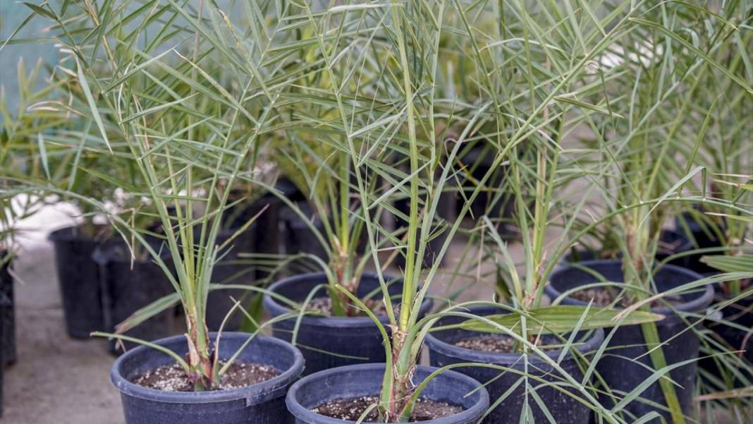 'Petrol yerine mübarek hurma' projesiyle 6 yılda binlerce ağaç dikti 9