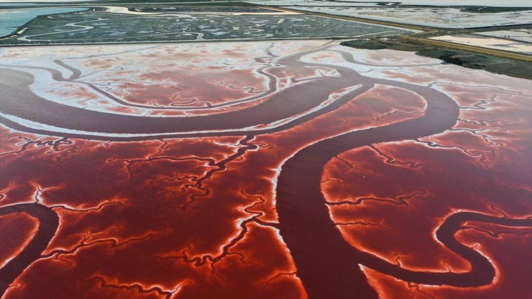 Bu görüntüler vücuttaki damar veya kan dolaşımı değil 1