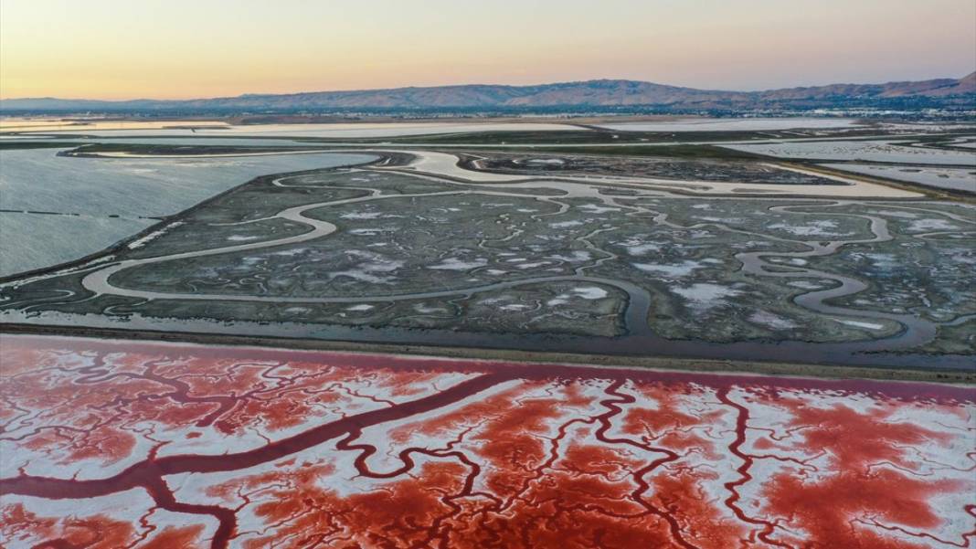 Bu görüntüler vücuttaki damar veya kan dolaşımı değil 10