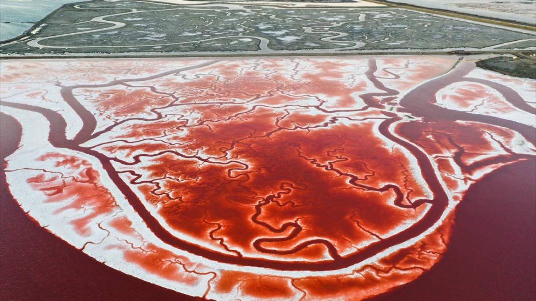 Bu görüntüler vücuttaki damar veya kan dolaşımı değil 11