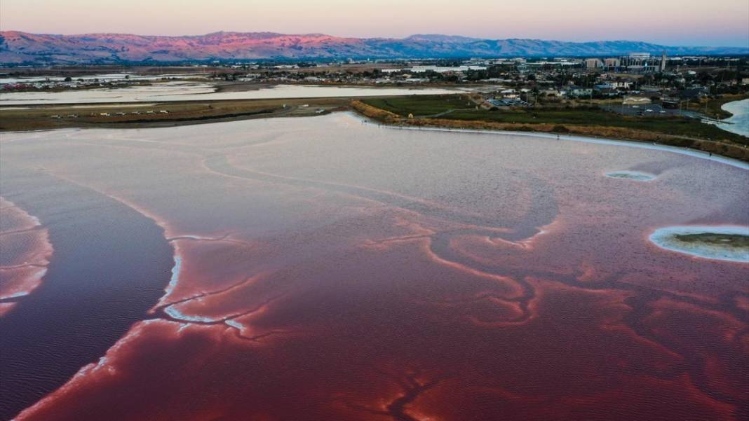 Bu görüntüler vücuttaki damar veya kan dolaşımı değil 13
