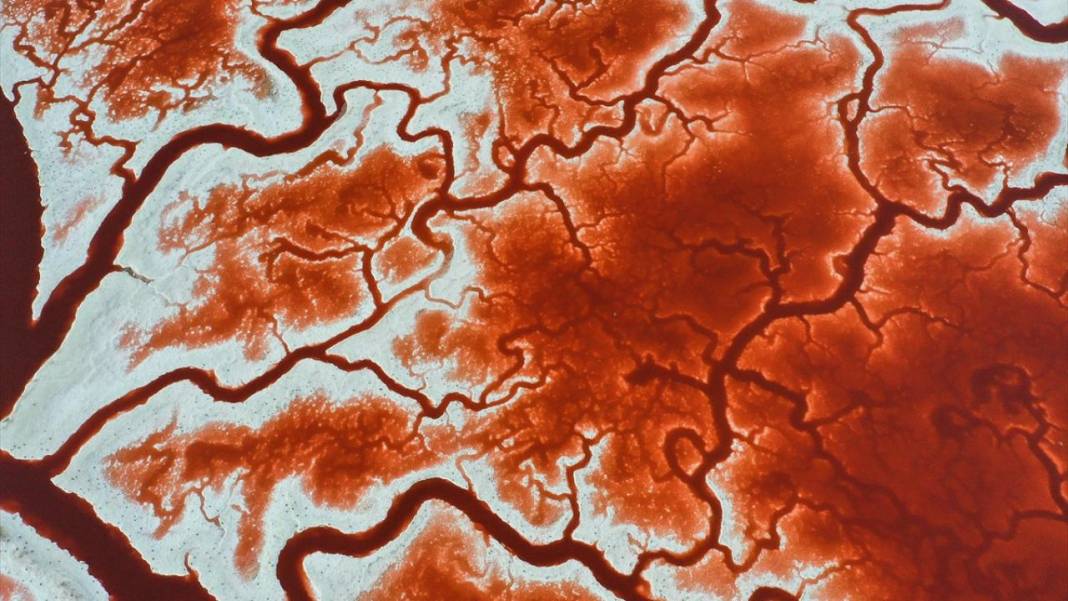 Bu görüntüler vücuttaki damar veya kan dolaşımı değil 2