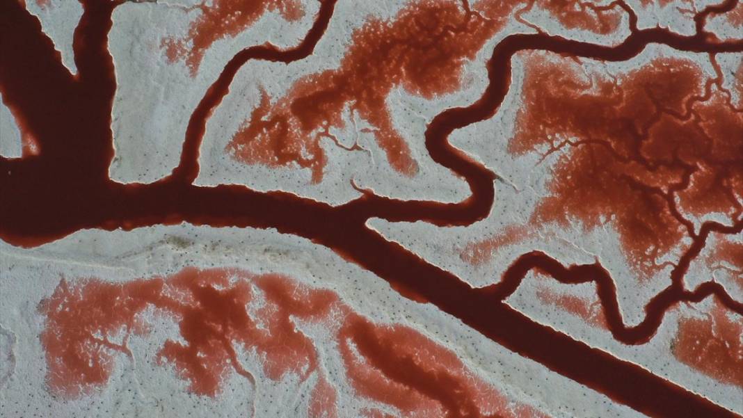 Bu görüntüler vücuttaki damar veya kan dolaşımı değil 3