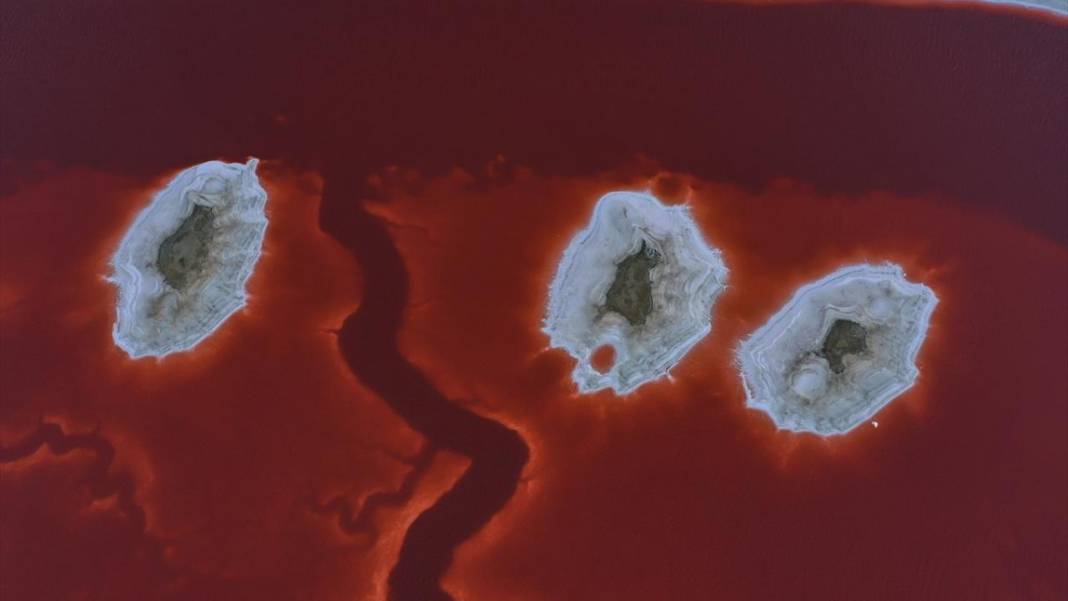 Bu görüntüler vücuttaki damar veya kan dolaşımı değil 4