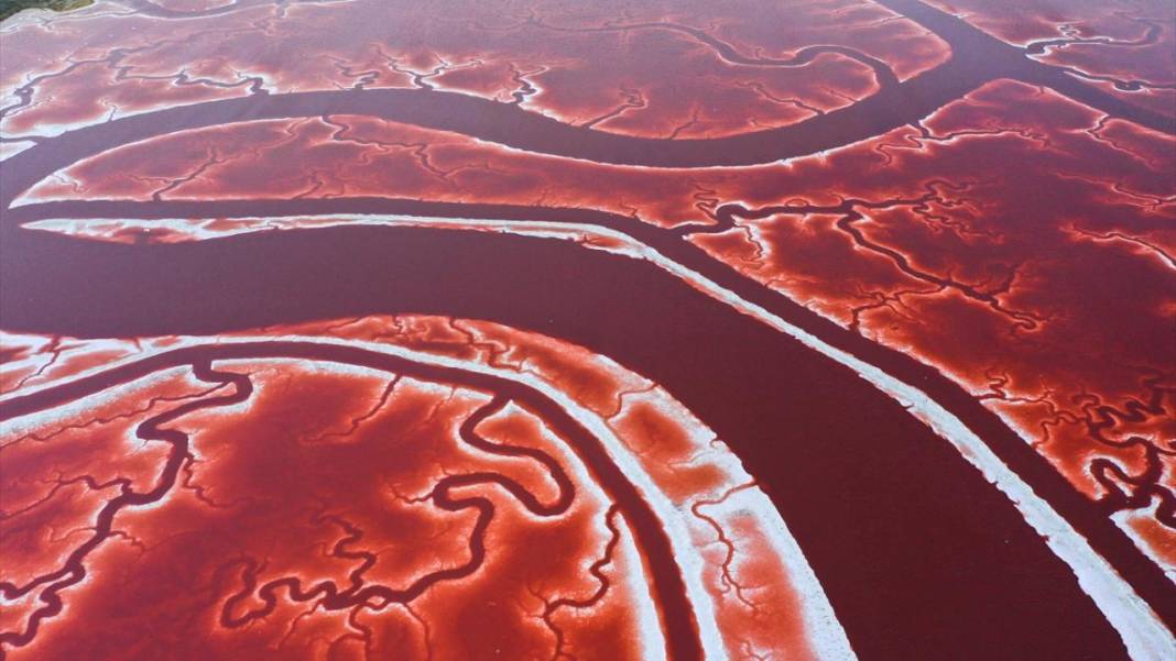 Bu görüntüler vücuttaki damar veya kan dolaşımı değil 5