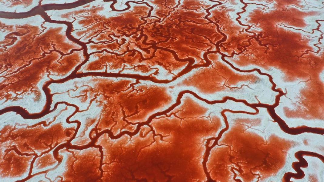 Bu görüntüler vücuttaki damar veya kan dolaşımı değil 7