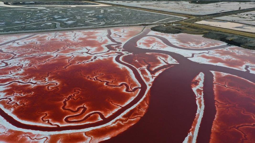 Bu görüntüler vücuttaki damar veya kan dolaşımı değil 8
