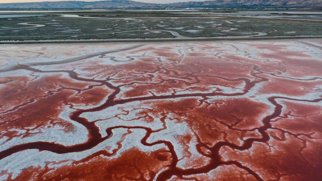 Bu görüntüler vücuttaki damar veya kan dolaşımı değil 9