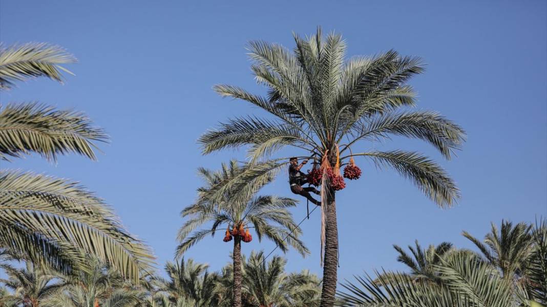 Gazze'de hurma hasadı 1