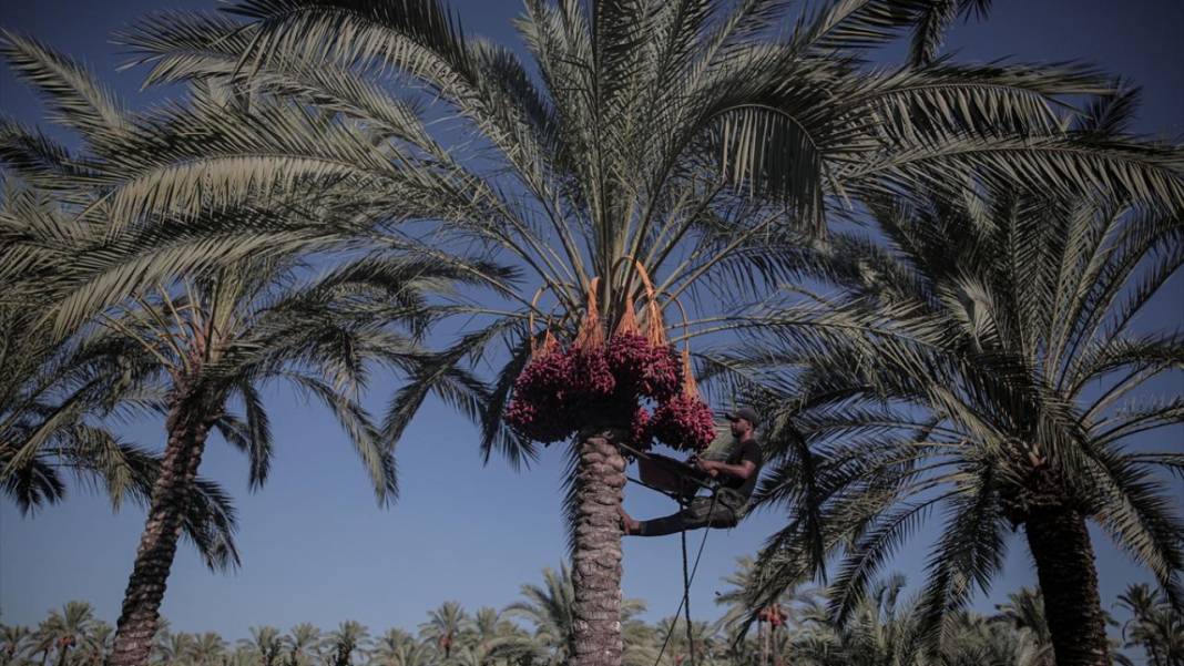 Gazze'de hurma hasadı 10