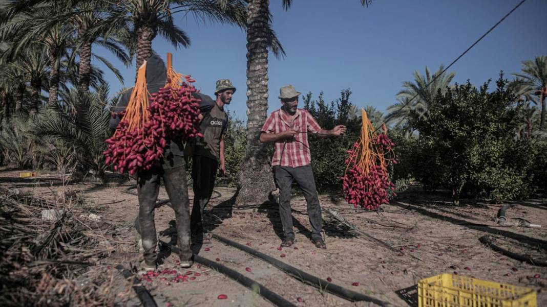 Gazze'de hurma hasadı 11