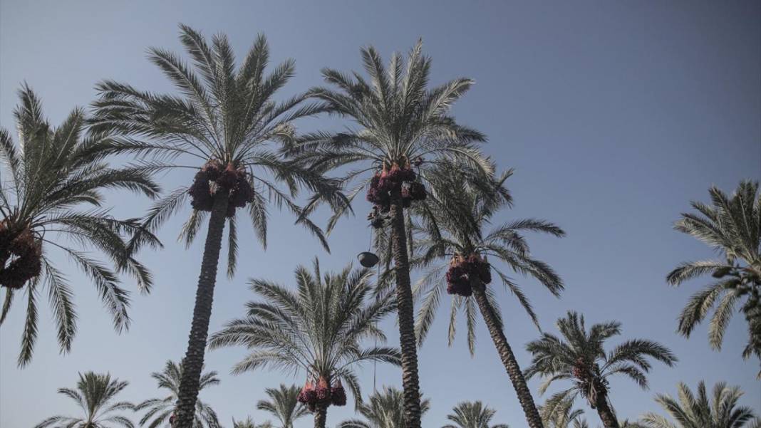 Gazze'de hurma hasadı 12