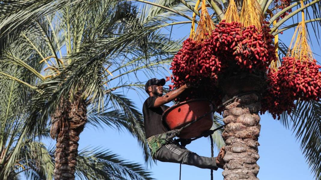 Gazze'de hurma hasadı 2