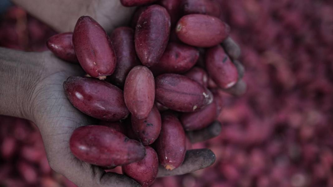 Gazze'de hurma hasadı 3