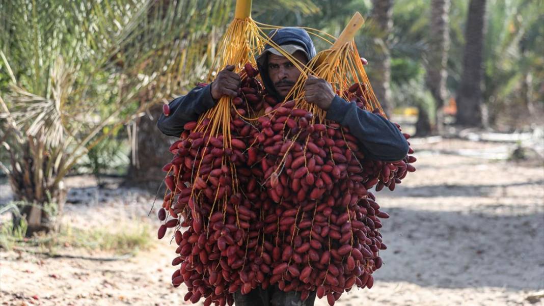 Gazze'de hurma hasadı 4