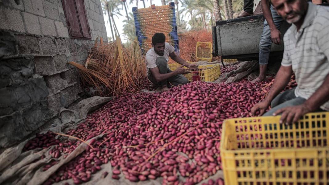 Gazze'de hurma hasadı 5