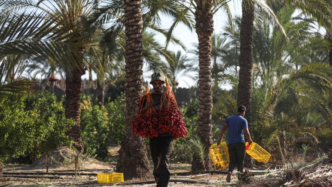 Gazze'de hurma hasadı 6