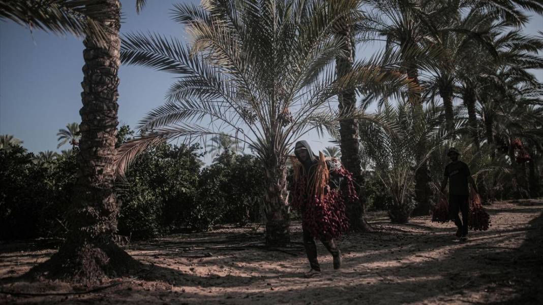 Gazze'de hurma hasadı 7